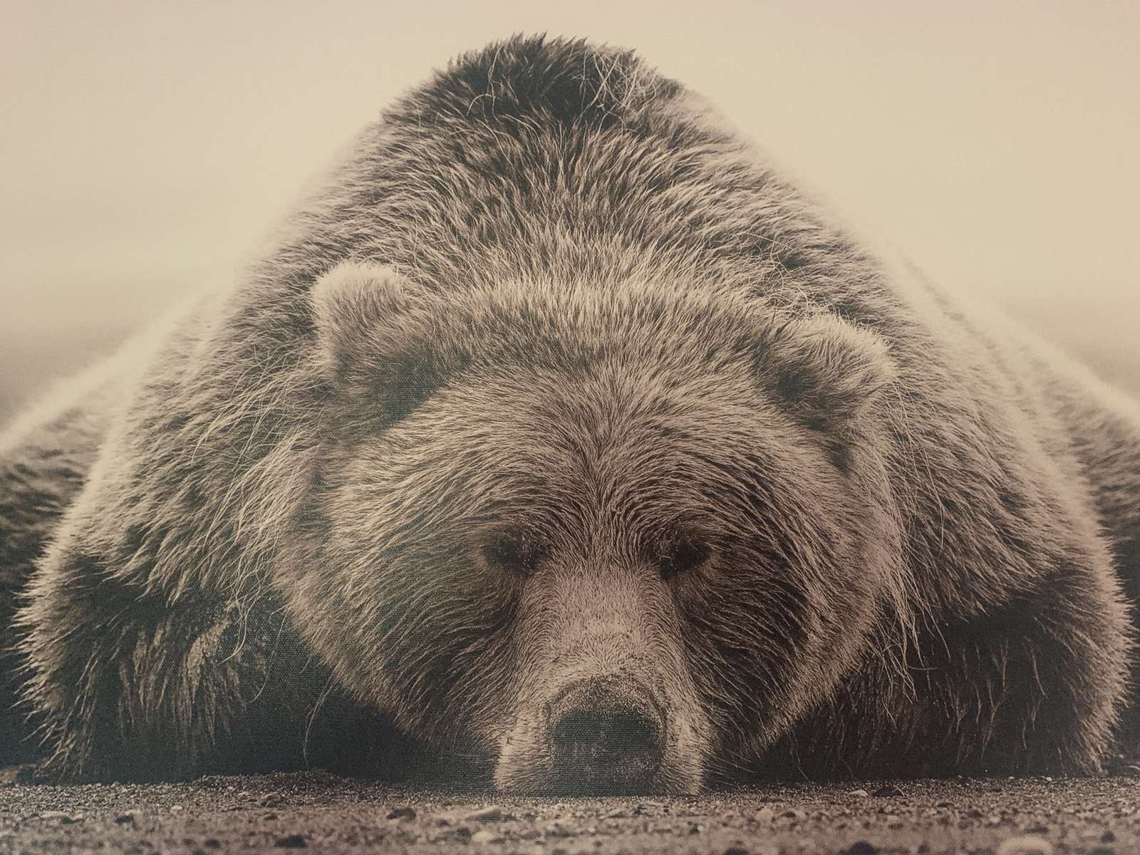 Αρκούδα γκρίζλι παζλ online από φωτογραφία