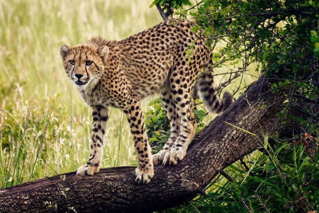 Boom De Cheetah puzzel online van foto