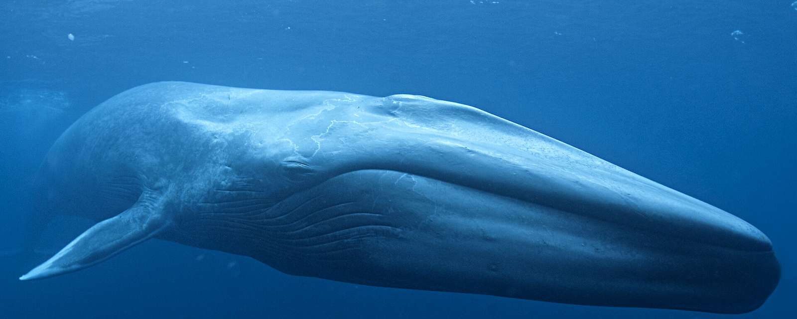シロナガスクジラ 写真からオンラインパズル