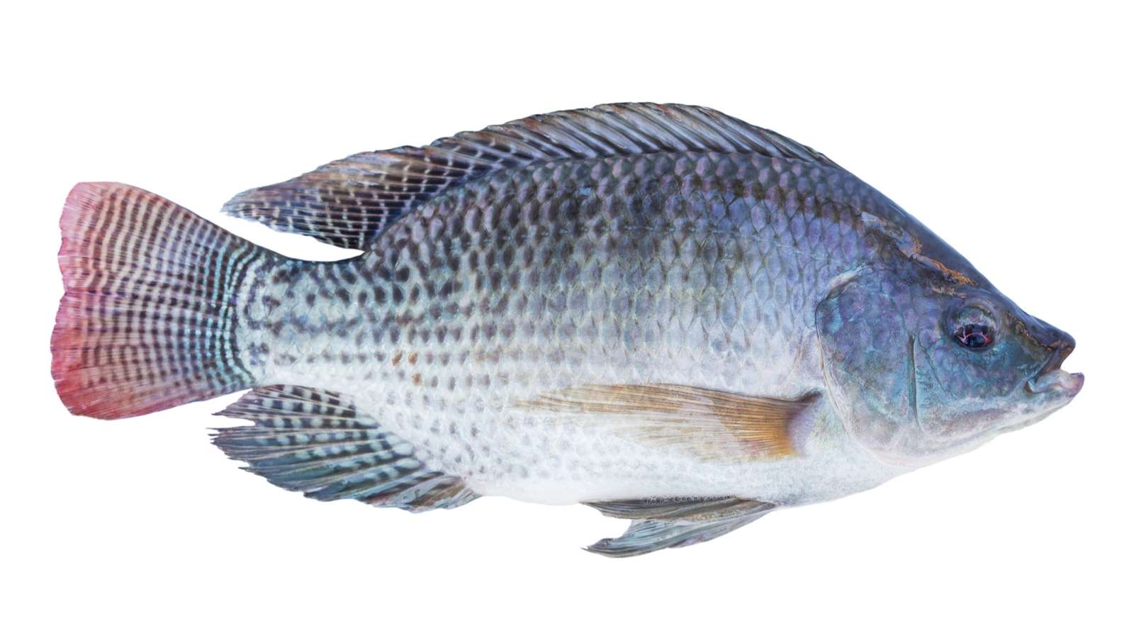 Tilapia fish online puzzle