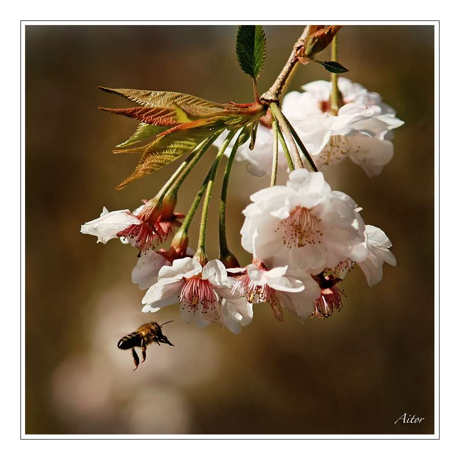 De lente online puzzel