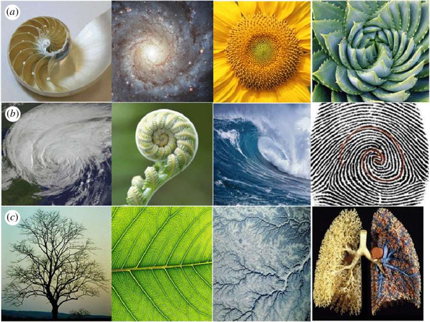 Patterns in Nature online puzzle