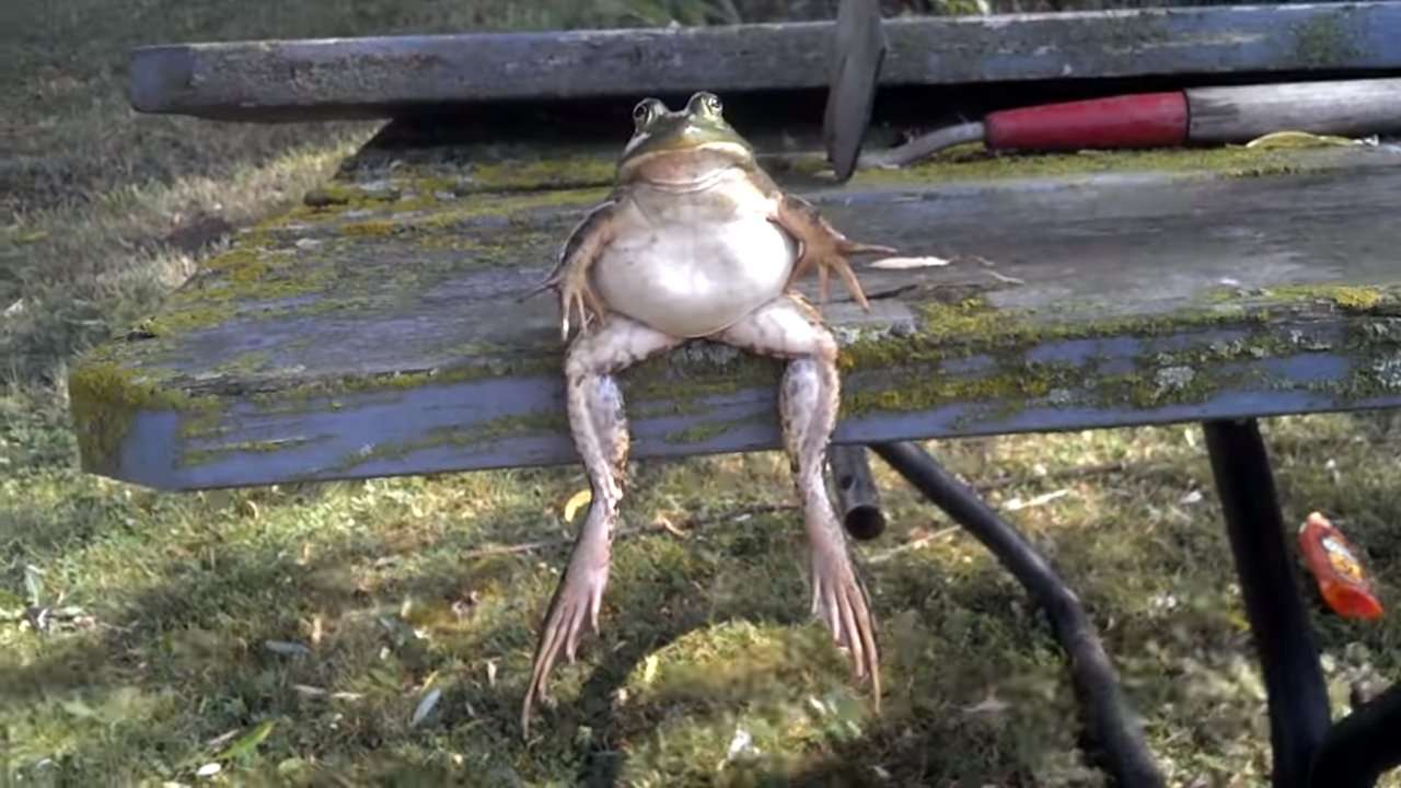 grenouille assise sur un banc puzzle en ligne