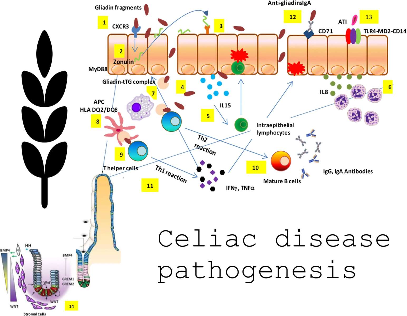 Celiac disease puzzle online from photo