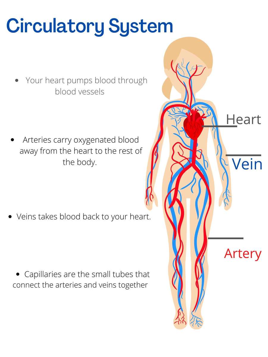 THE CIRCULATORY SYSTEM online puzzle