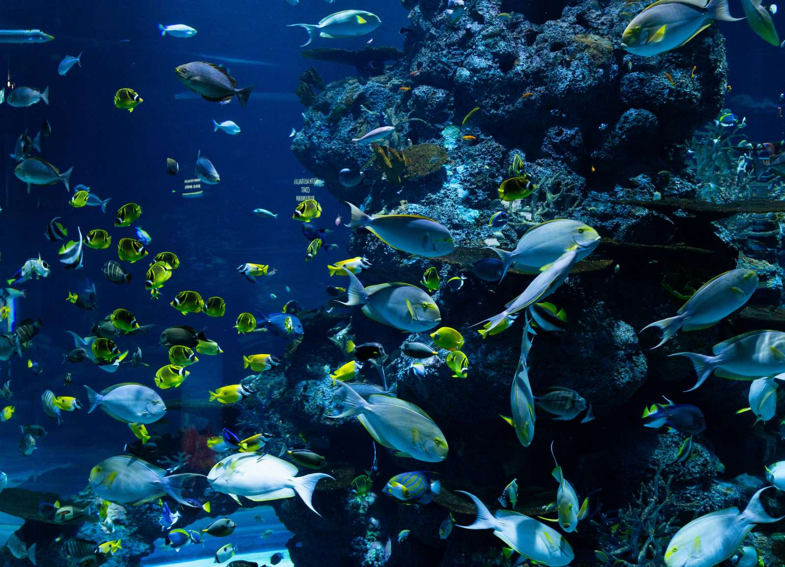 Prachtig oceaanrif puzzel online van foto