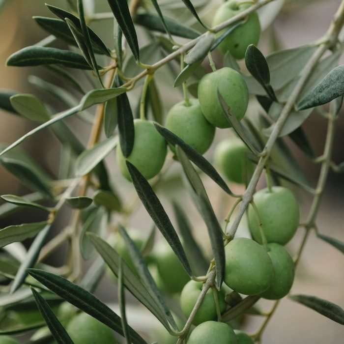 olive bla bka online puzzle