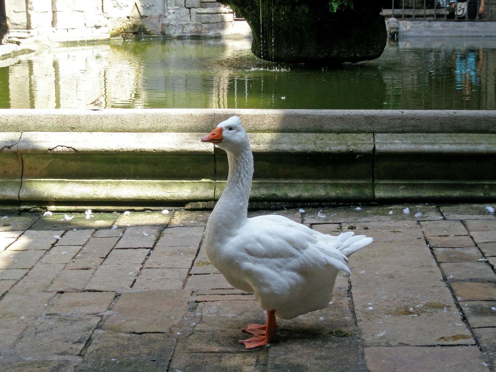 Goose in front of pond puzzle online from photo