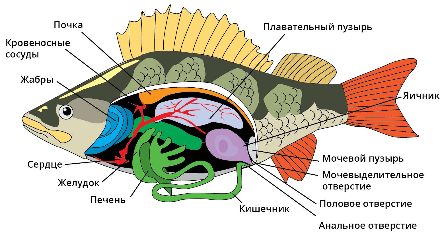 struttura del pesce puzzle online