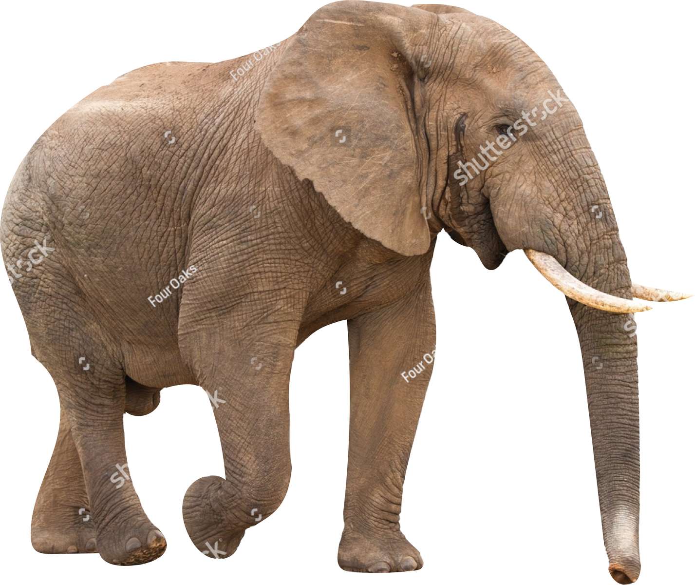 olifante puzzle online da foto