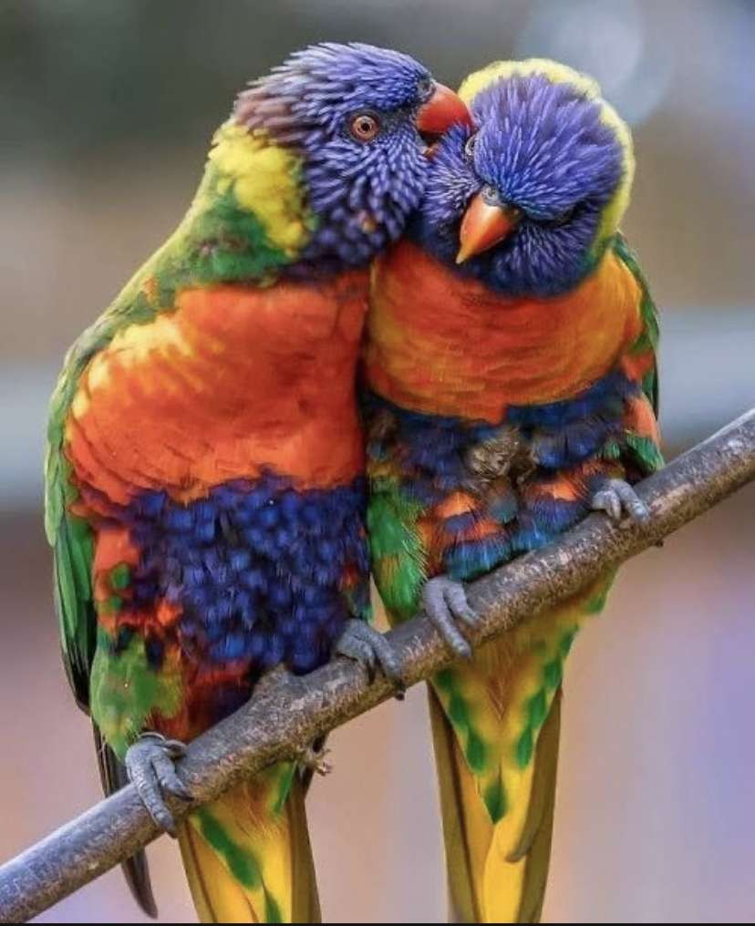 Twee vogels puzzel online van foto