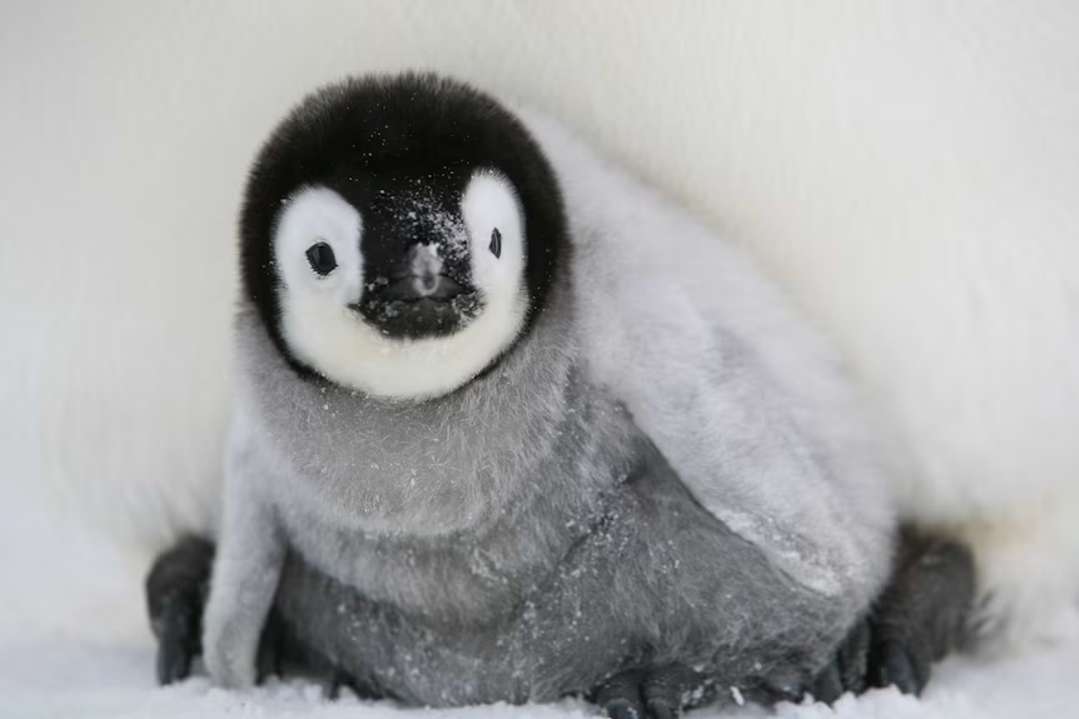 Пінгвіни онлайн пазл