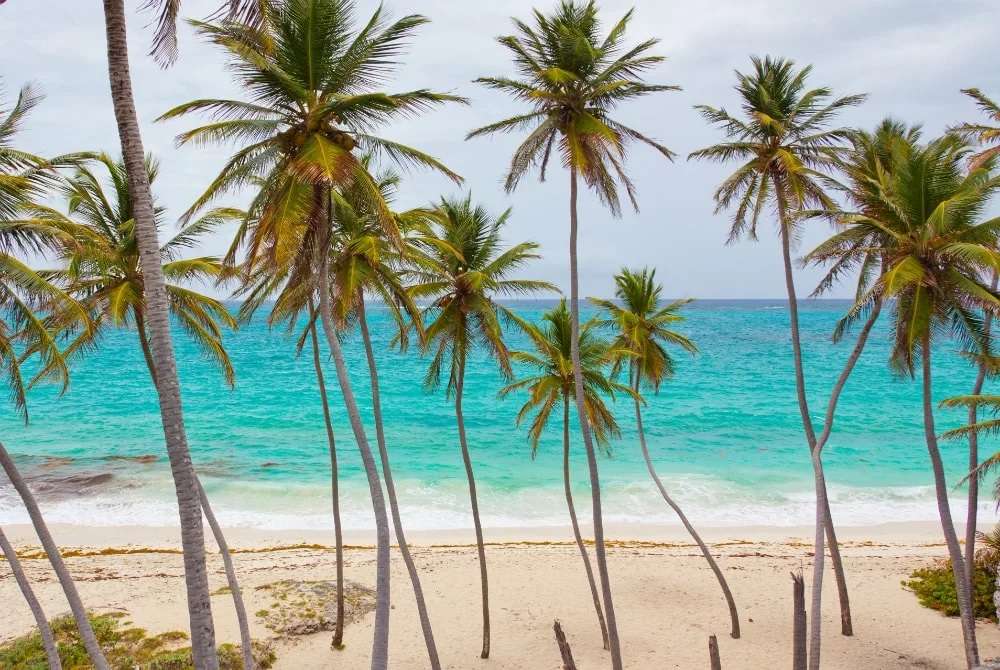 Beach Trees puzzle online from photo