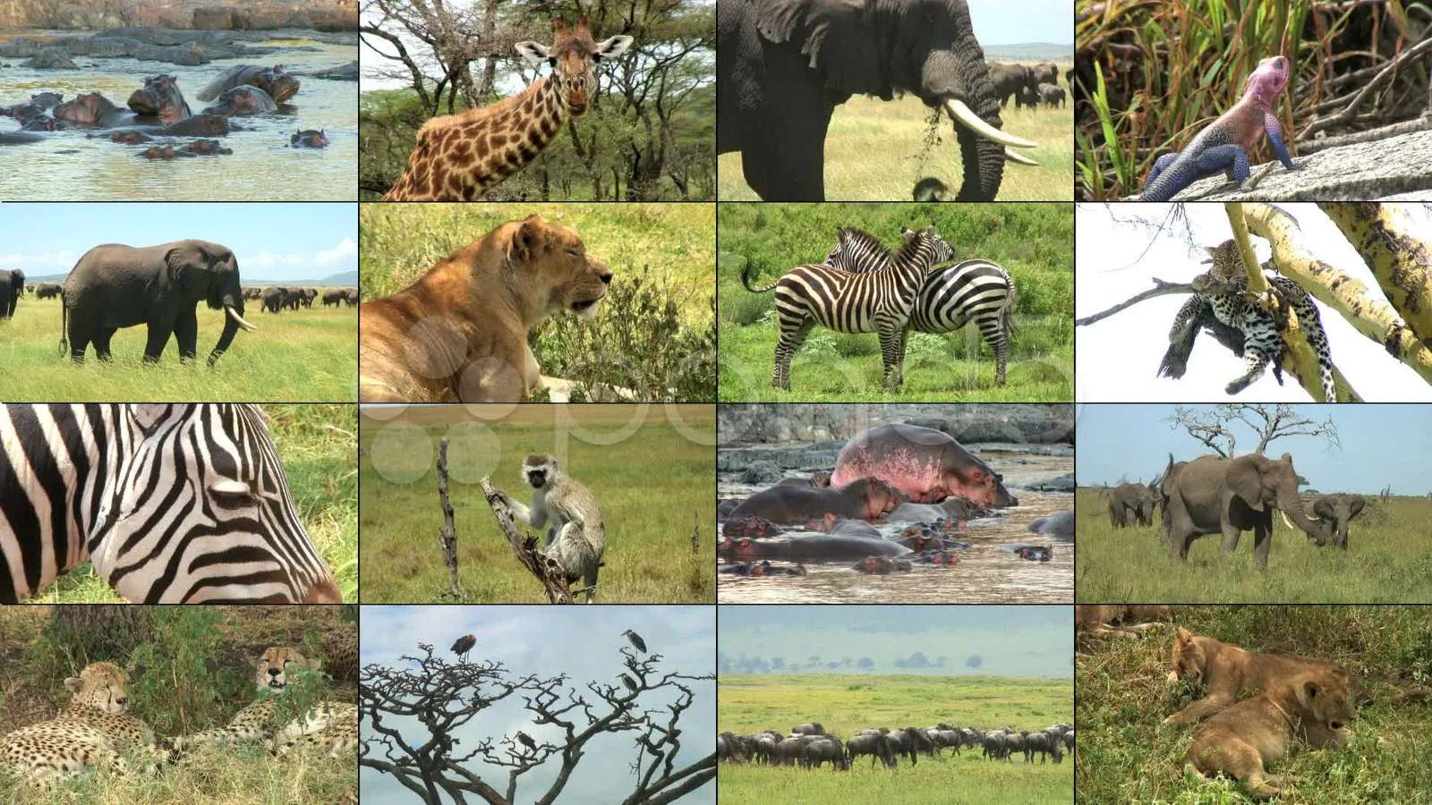 Safari s divokými zvířaty online puzzle