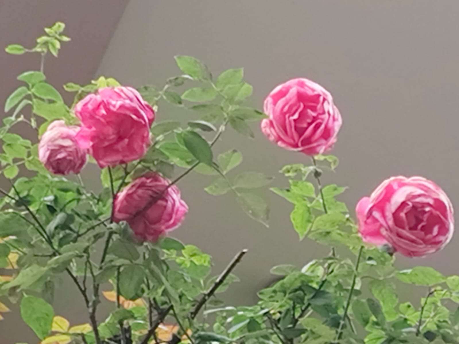 las rosas son rosadas rompecabezas en línea