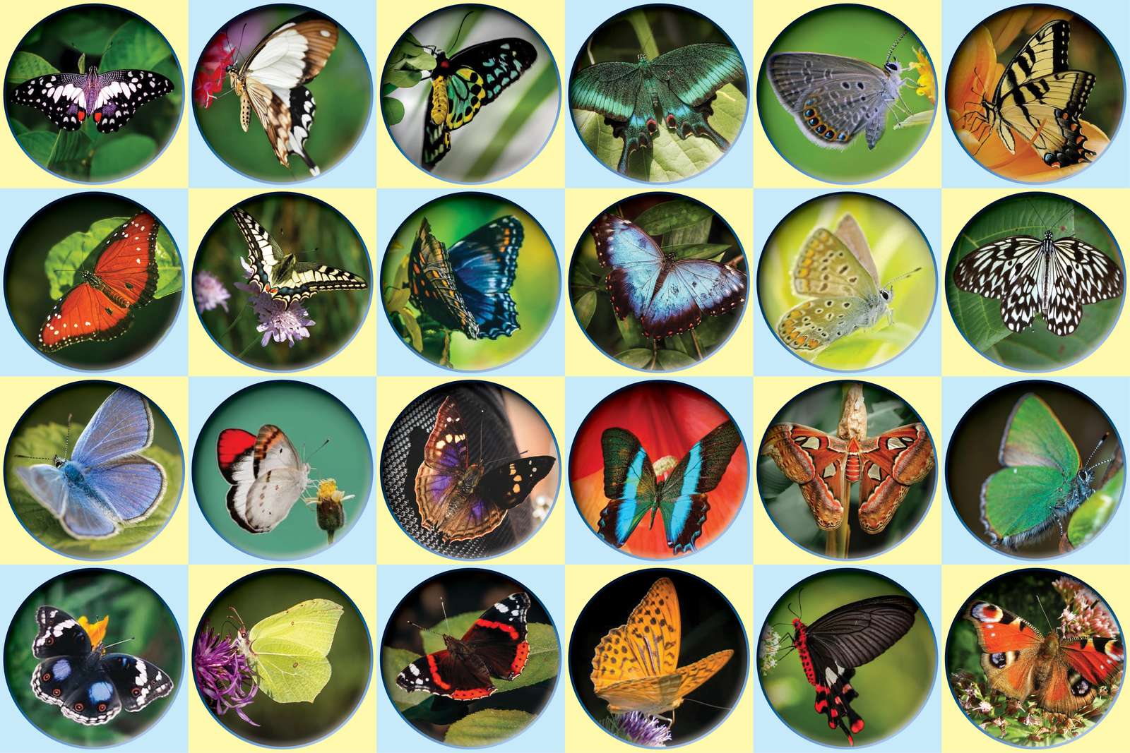 farfalle colorate puzzle online da foto