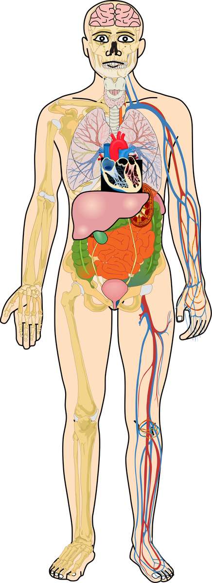 Mänskliga organsystem pussel online från foto