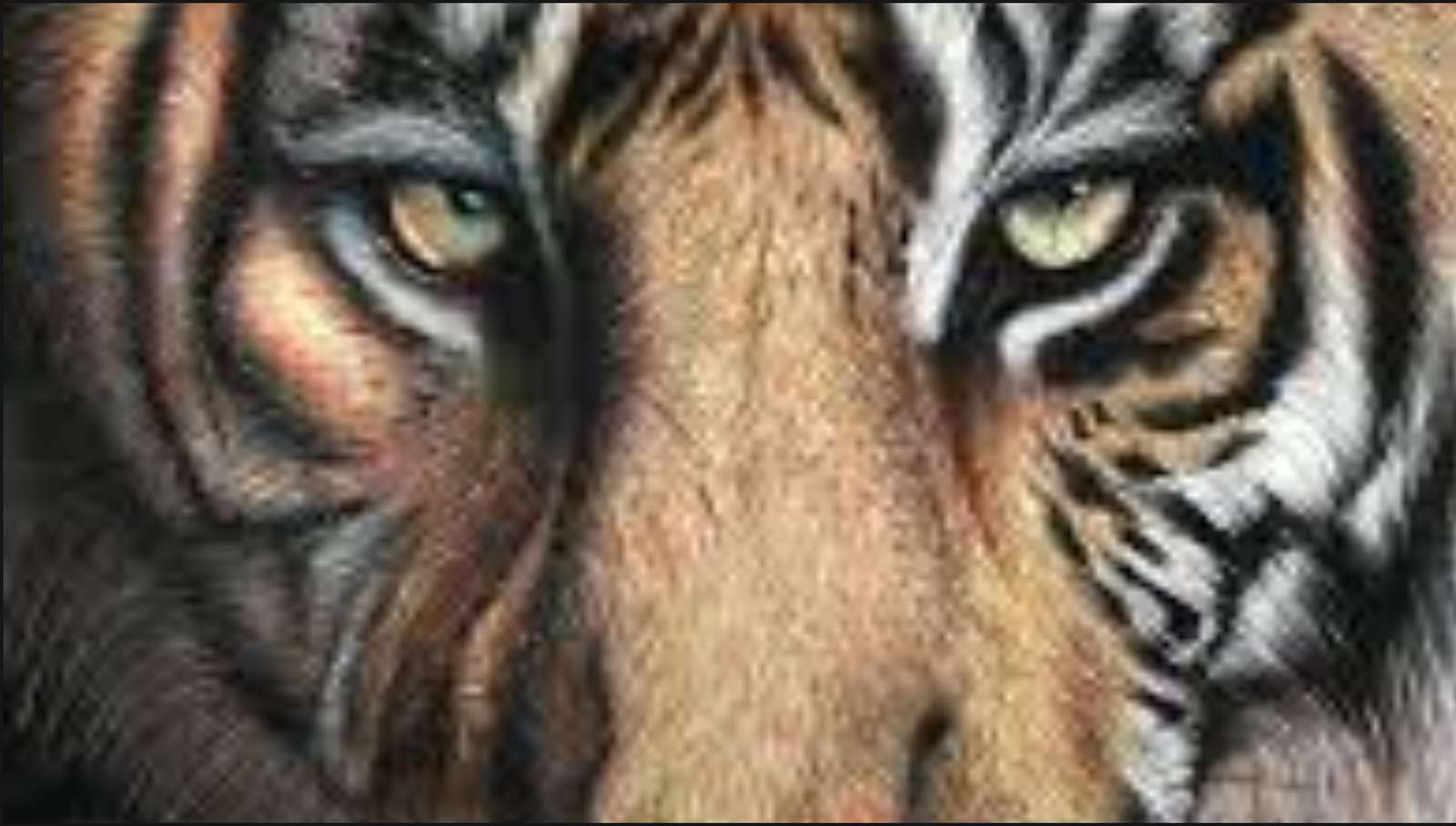Egy tigris bocací puzzle online fotóról