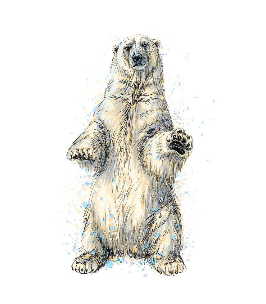 Πολική αρκούδα online παζλ