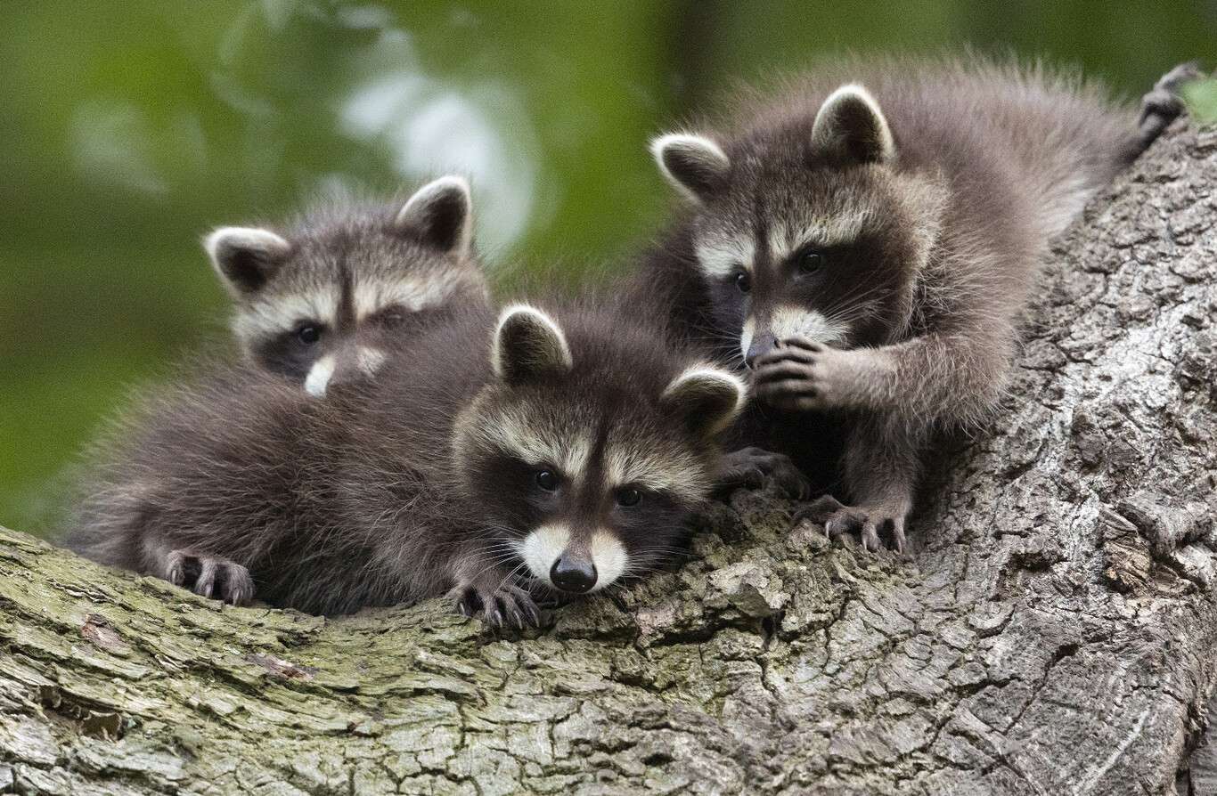 Grupo de mapaches puzzle online a partir de foto