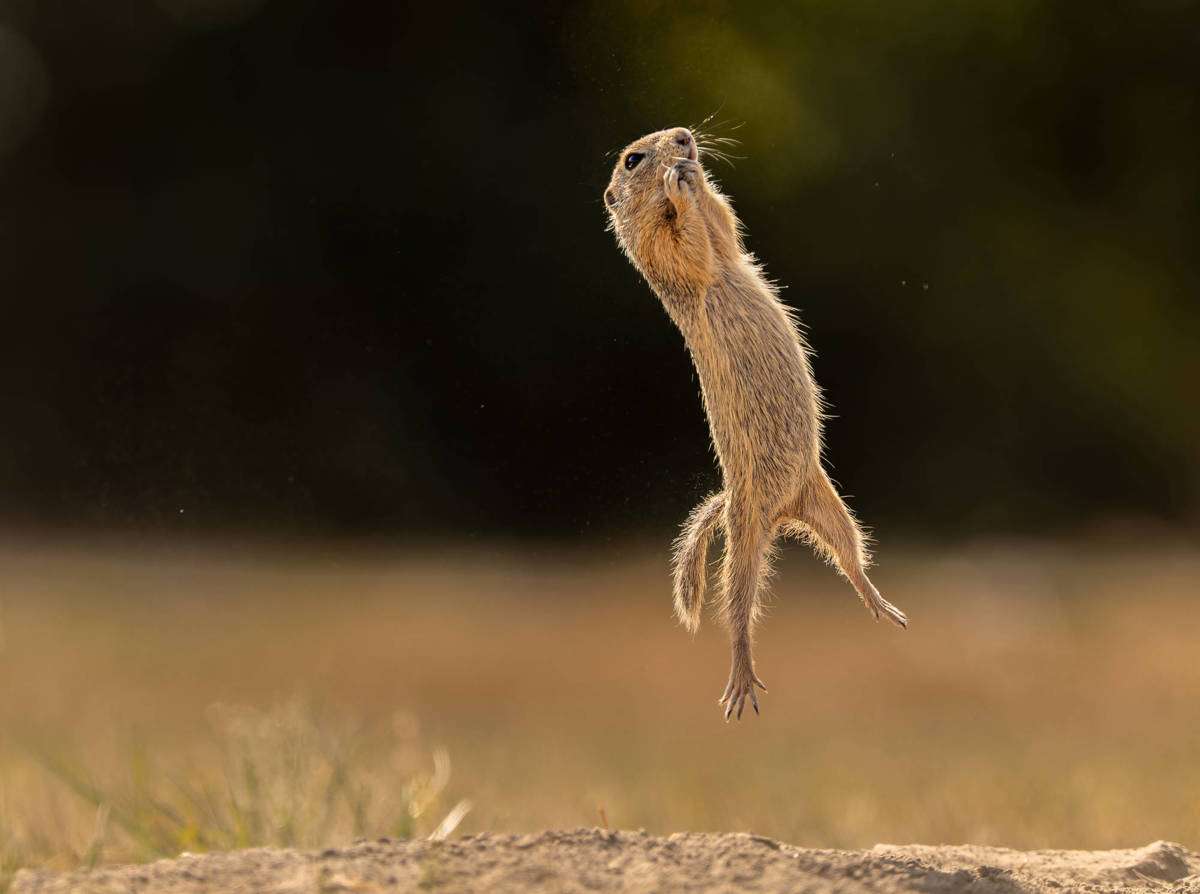 Eichhörnchen springt Online-Puzzle vom Foto