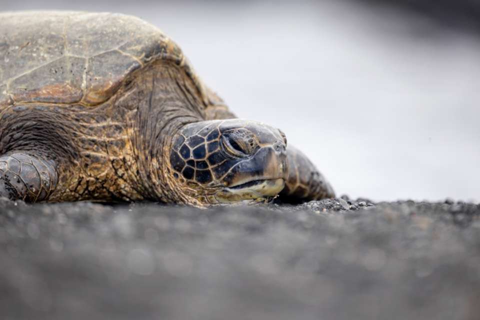 kamouflagesköldpadda pussel online från foto