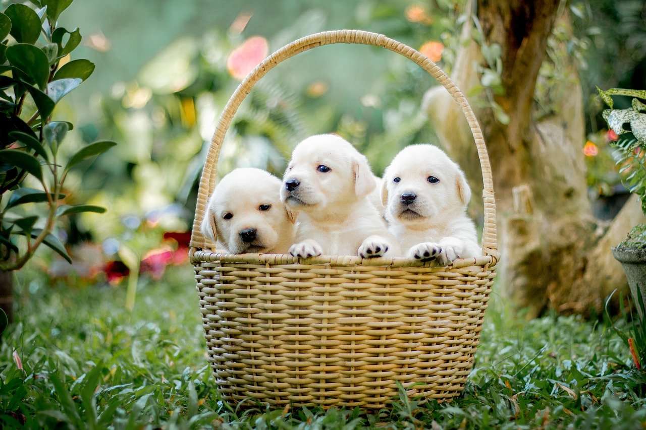 cuccioli in un cestino puzzle online
