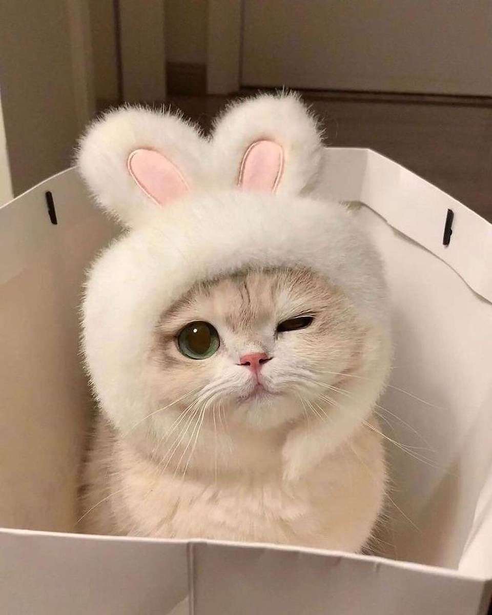 Very Cute Cat with Cute Hat puzzle online from photo