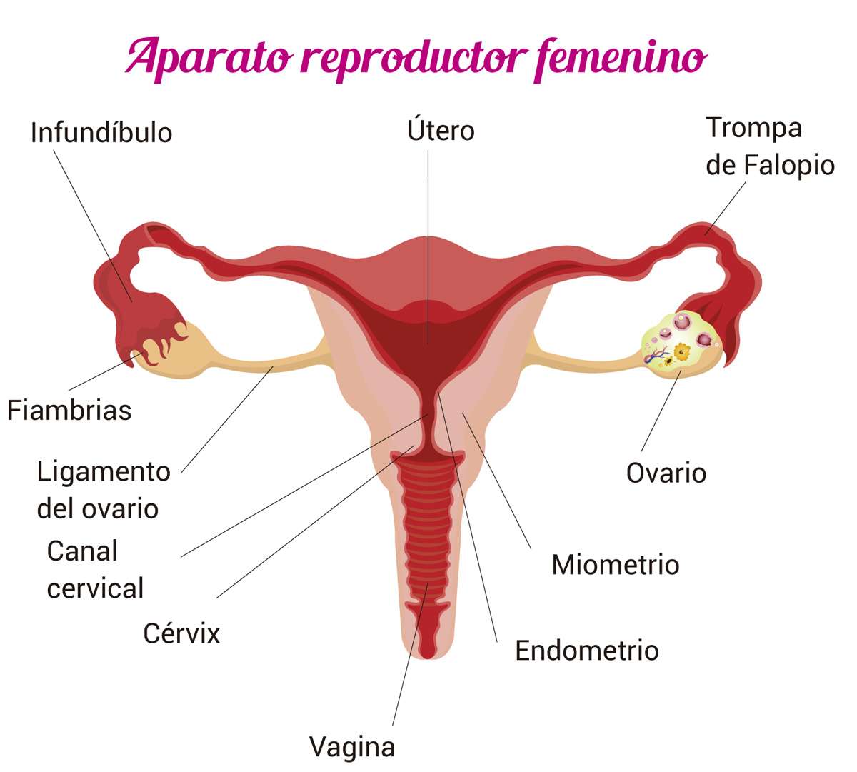 女性の生殖器系 写真からオンラインパズル