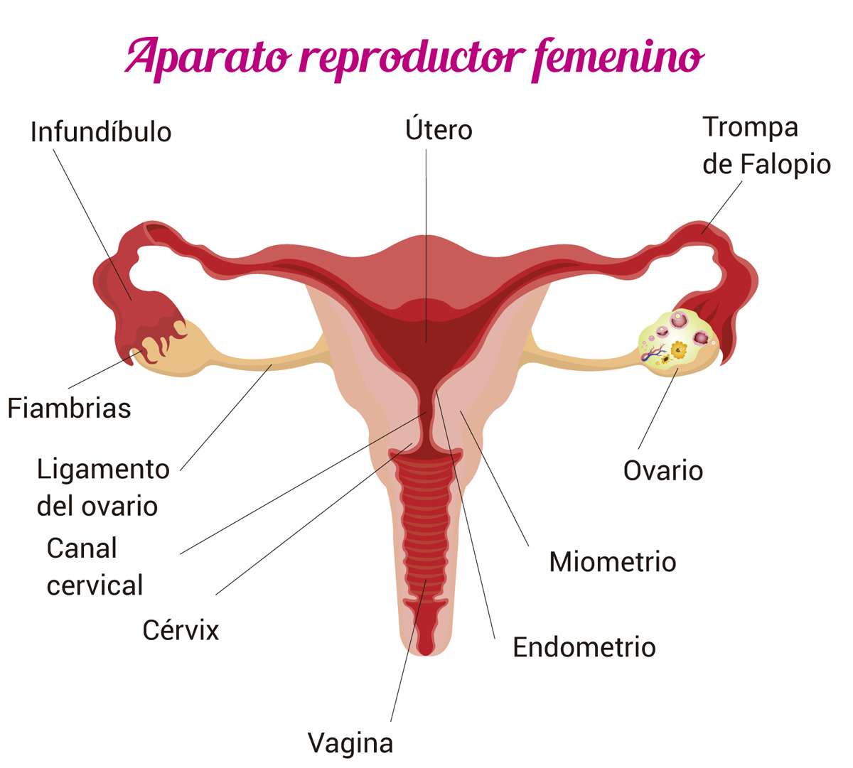 sistema riproduttivo femminile puzzle online da foto