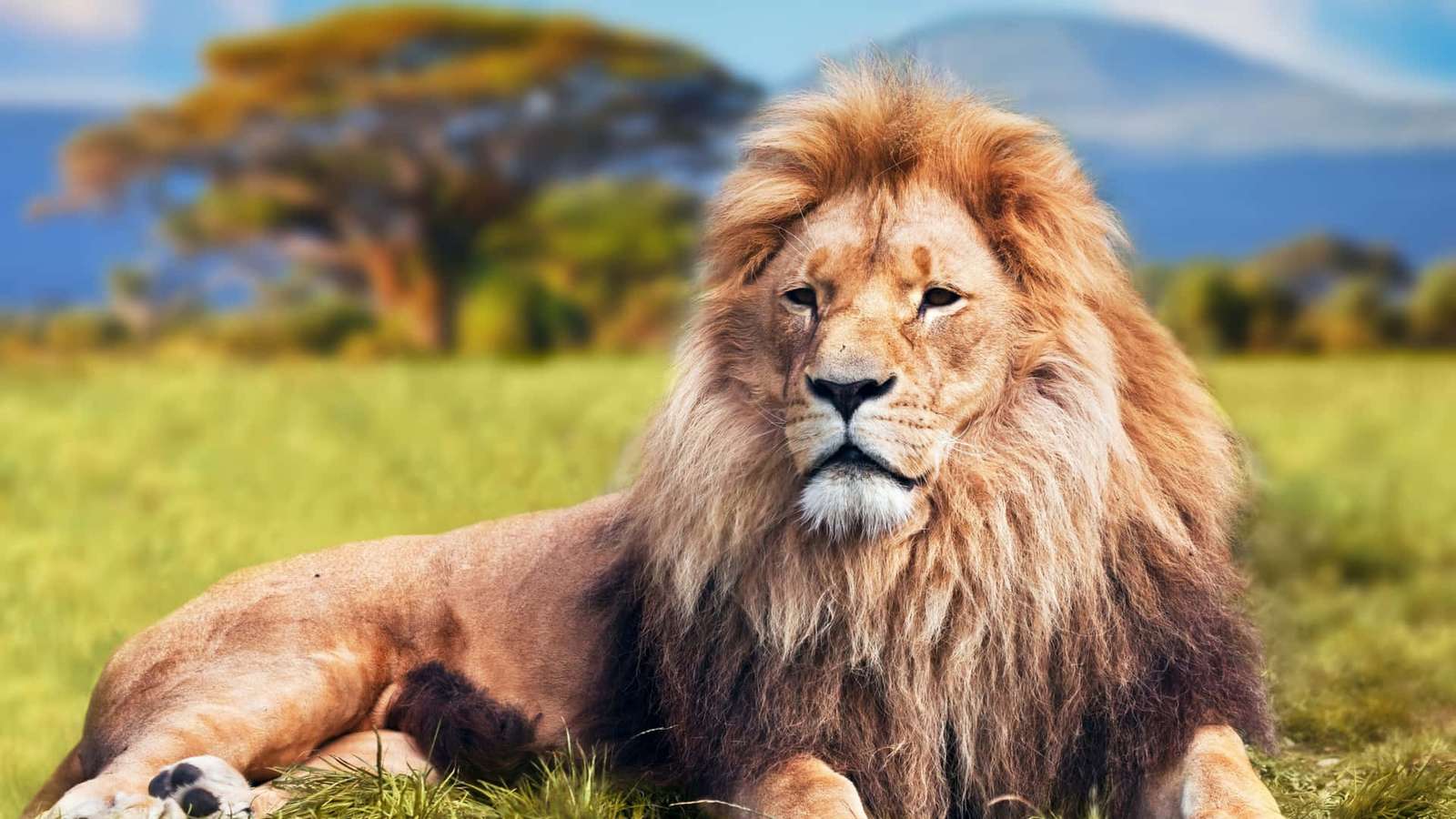 Εικόνα ενός λιονταριού online παζλ