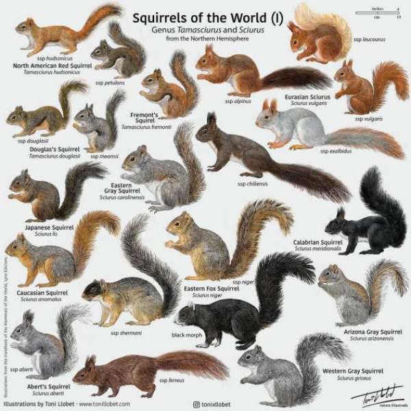 Eichhörnchen der Welt Online-Puzzle