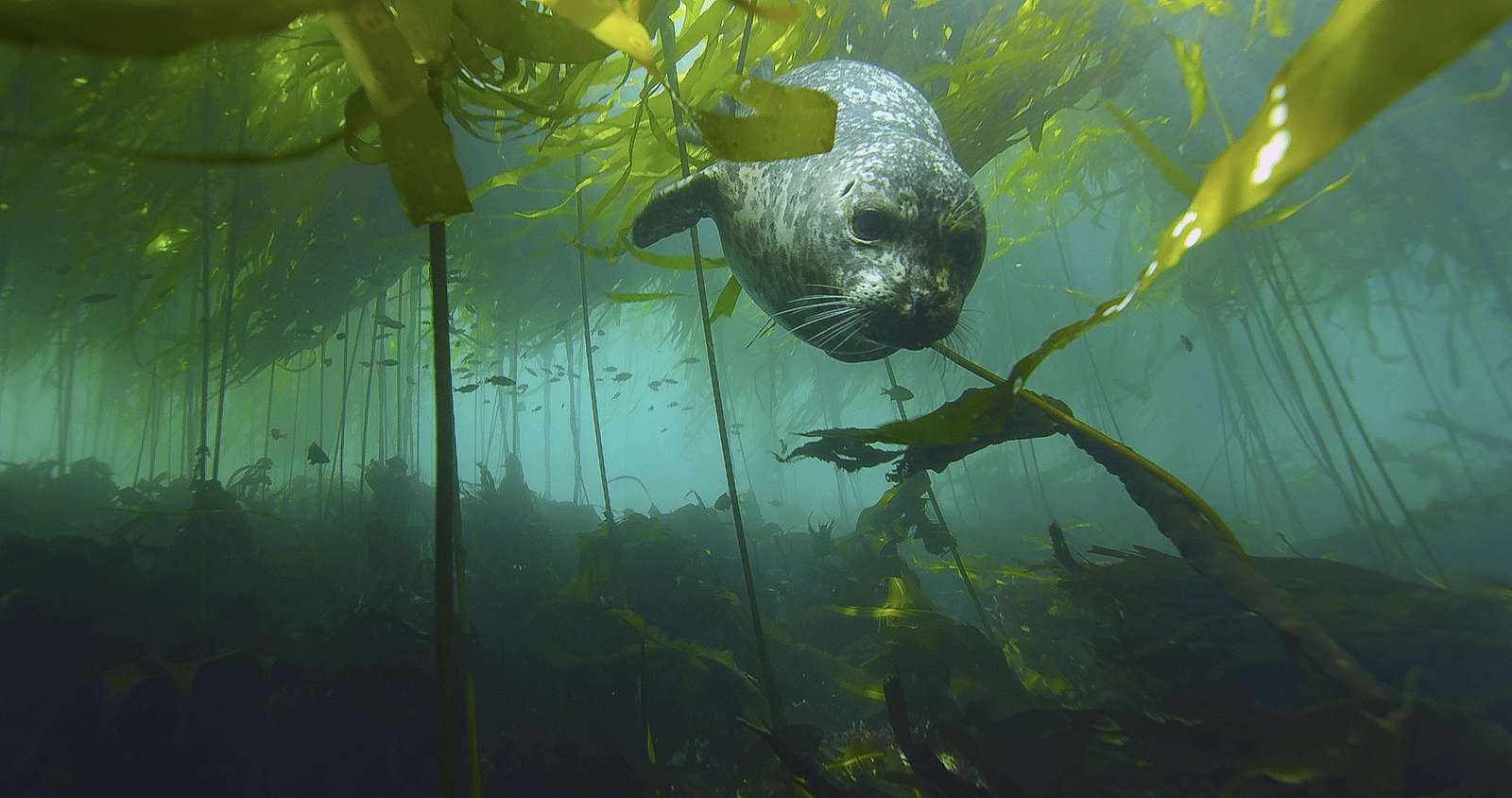Whos hiding in the kelp forest? puzzle online from photo