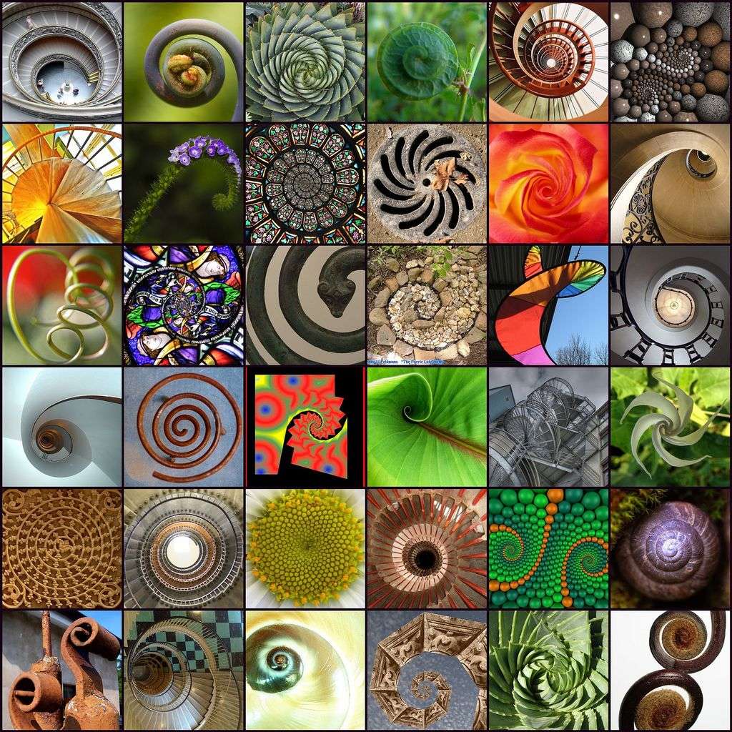 Geometría espiral en la naturaleza puzzle online a partir de foto