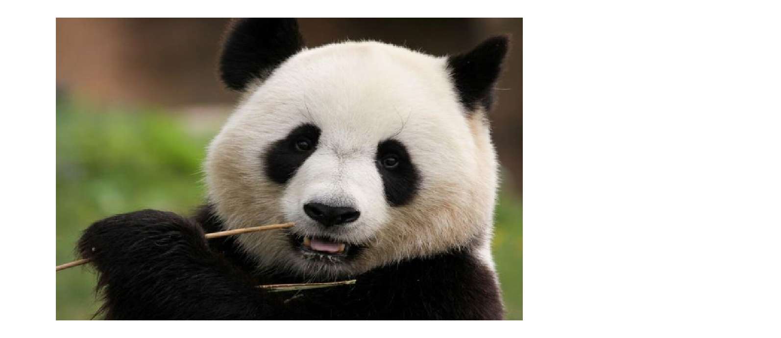 панда пъзел онлайн пъзел