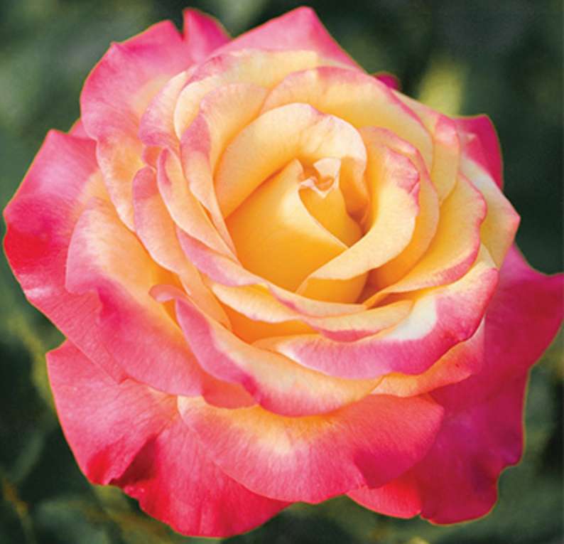 Ροζ και κίτρινο λουλούδι online παζλ