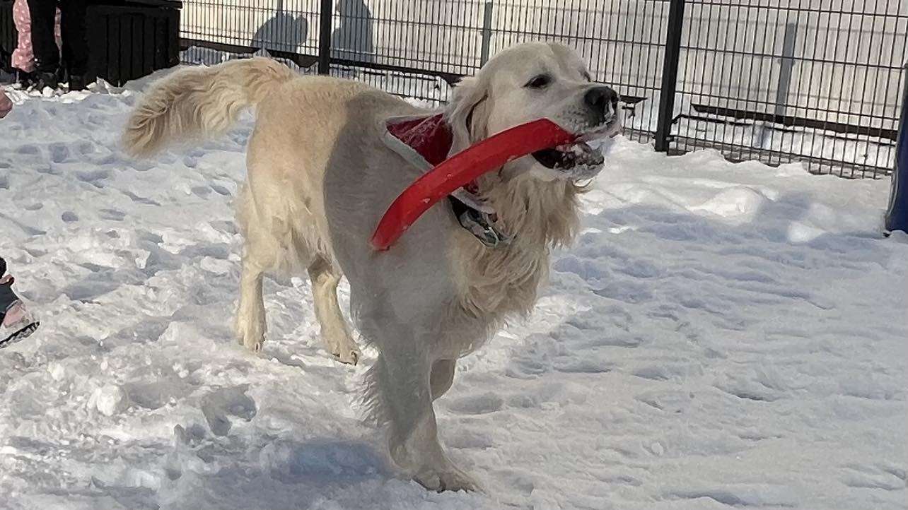 Σκύλος και χιόνι παζλ online από φωτογραφία