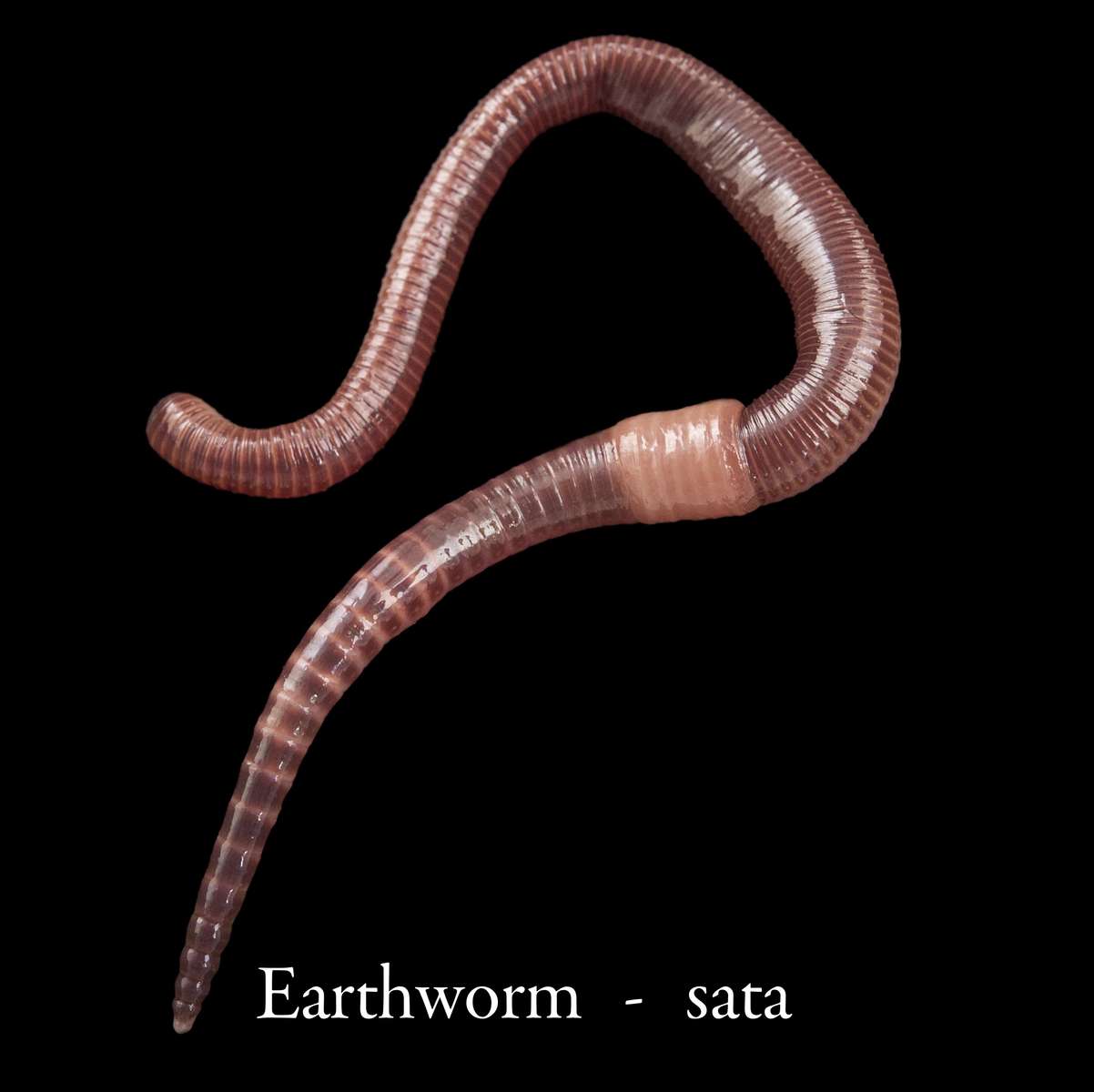 Puzzle games earthworm puzzle online from photo