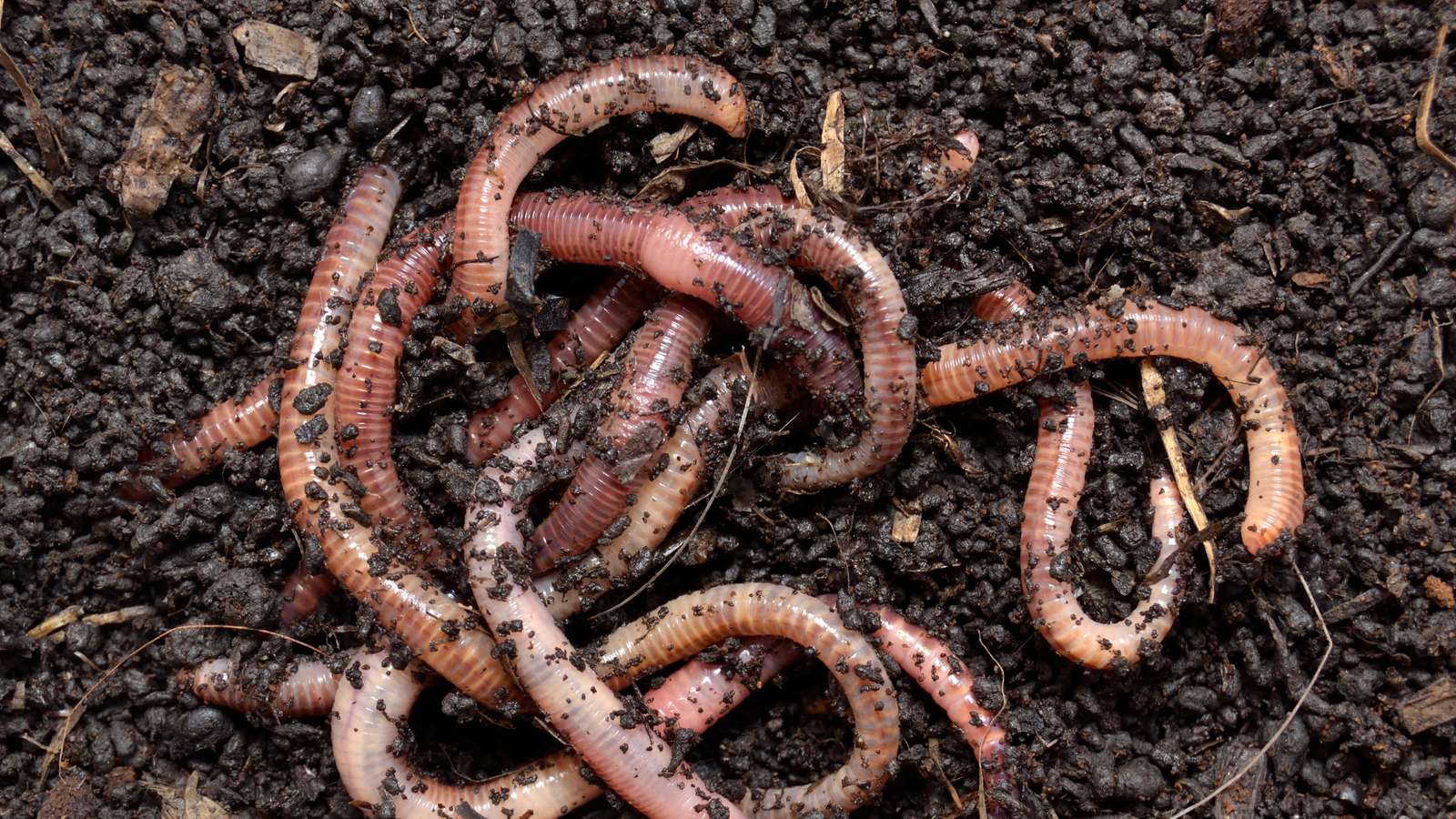 earthworm puzzle online from photo