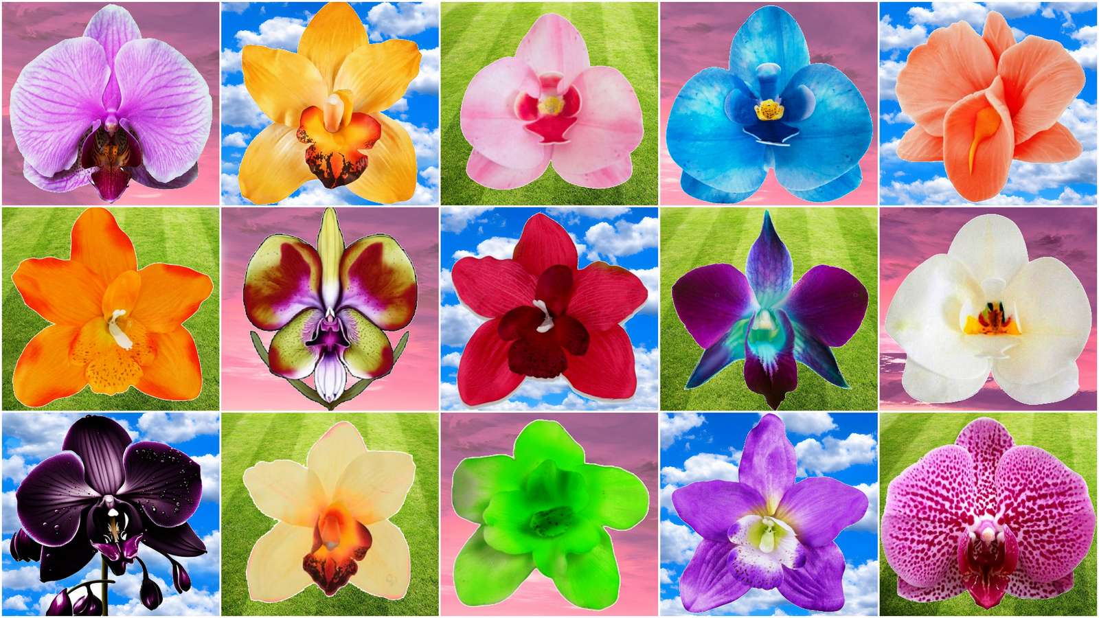 Orchidee puzzle online