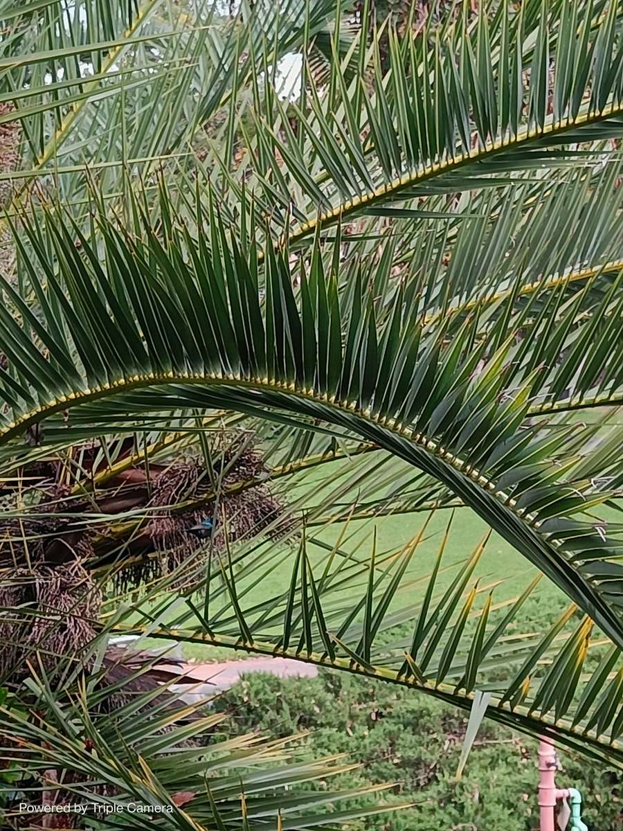 Palmbomen in de wind puzzel online van foto