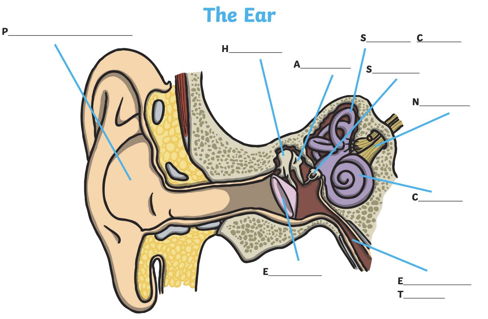 Delen van het oor puzzel online van foto