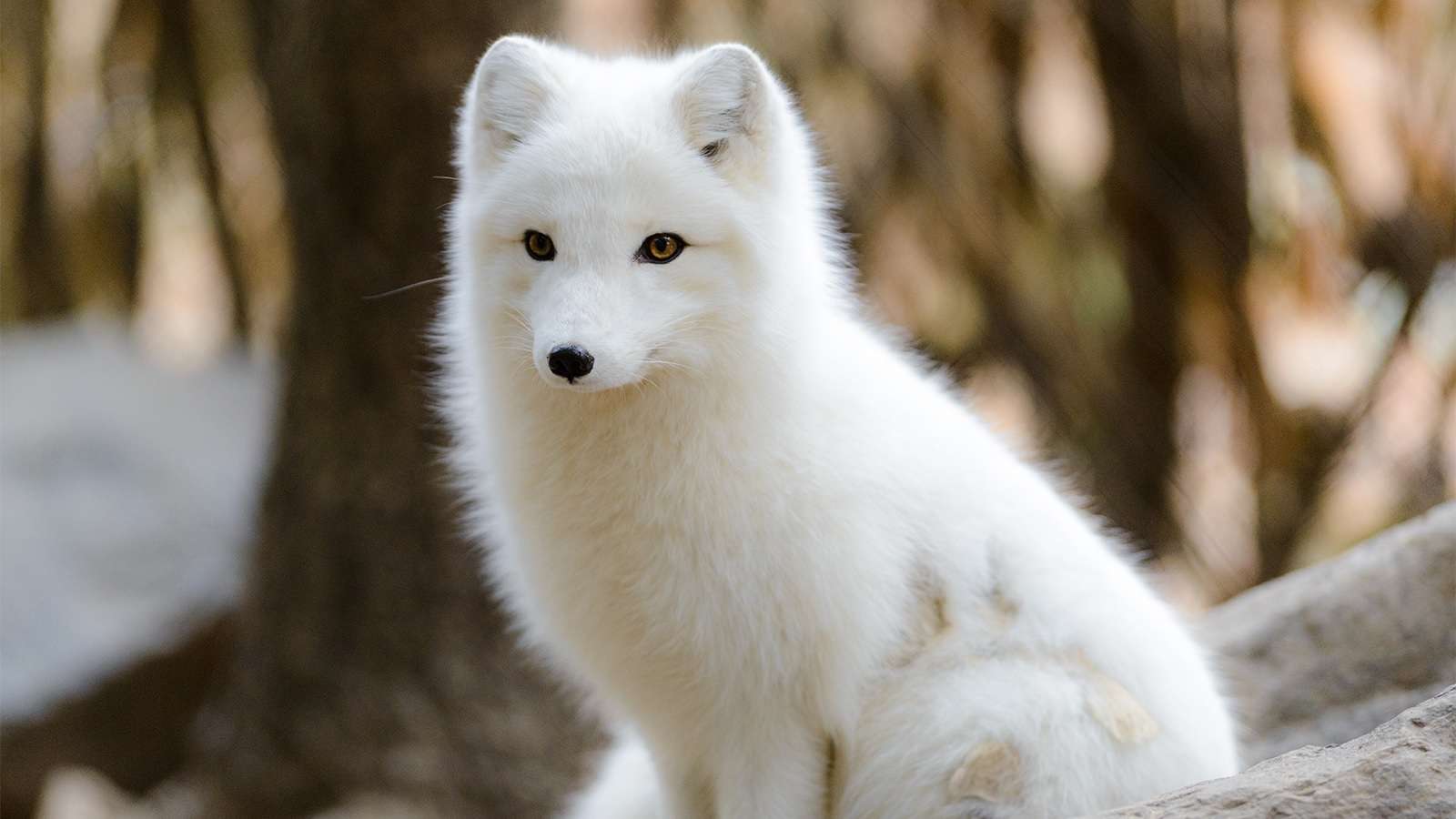 полярная лисица пазл онлайн из фото
