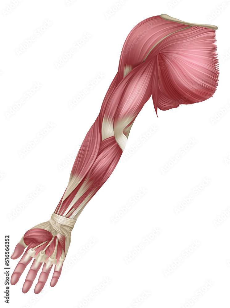 Músculos do braço puzzle online a partir de fotografia