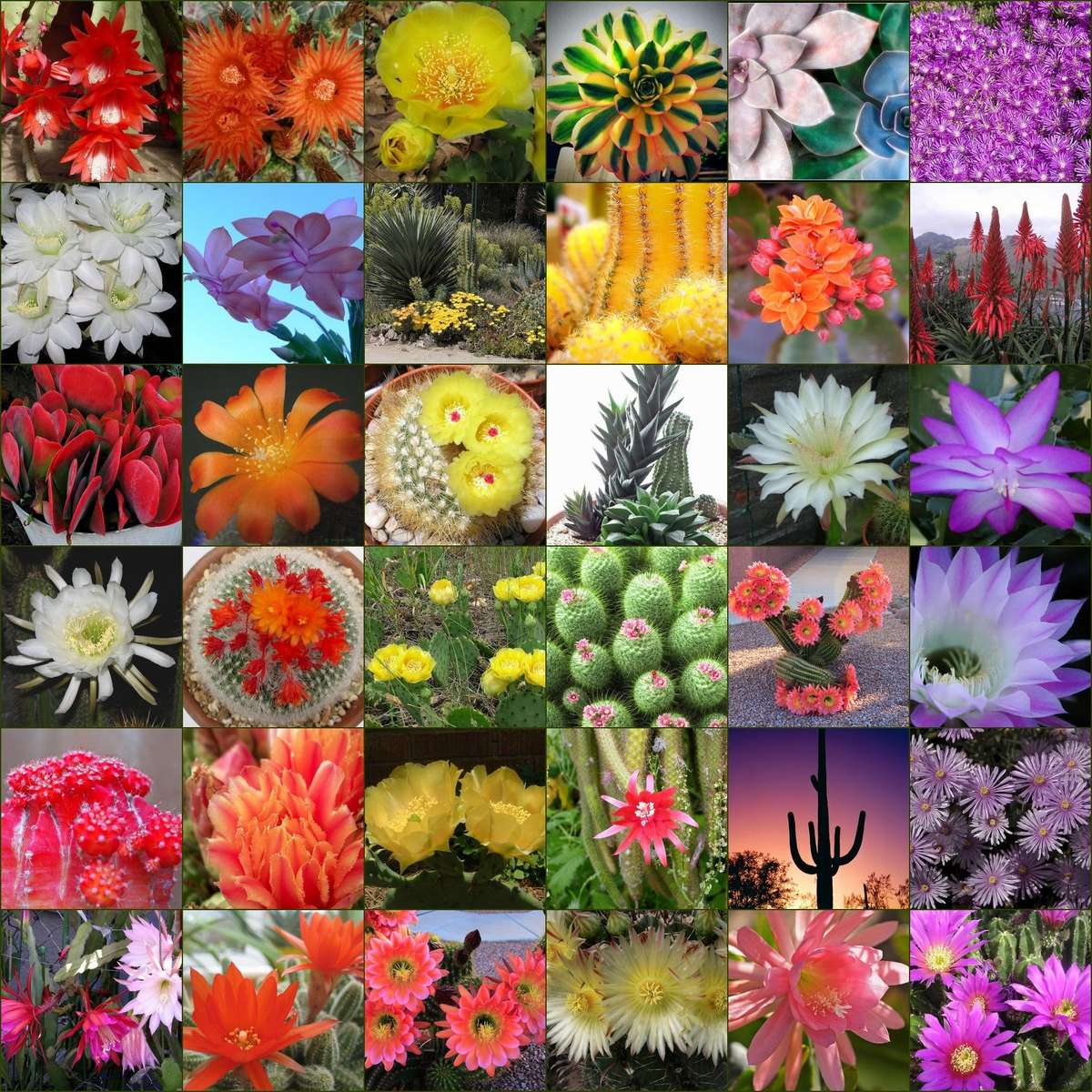 Kaktusz virágok online puzzle
