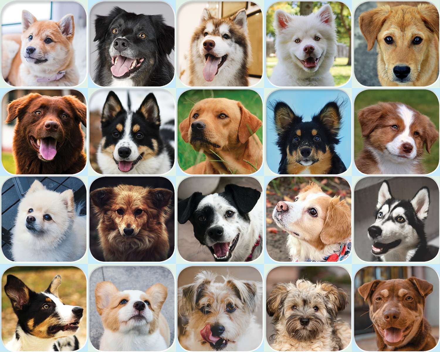 perros callejeros puzzle online a partir de foto