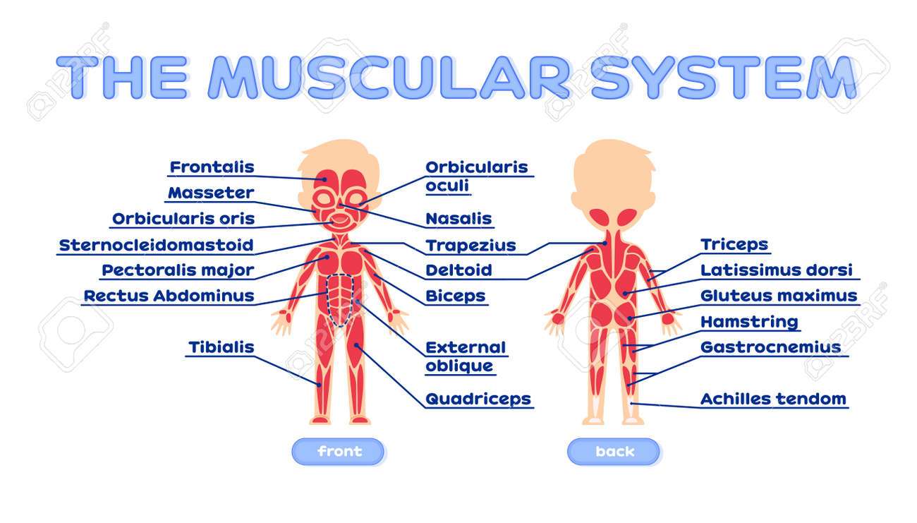 MUSCULAR SYSTEM puzzle online from photo