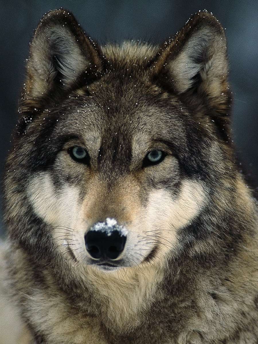 Λύκος για την Παρασκευή παζλ online από φωτογραφία