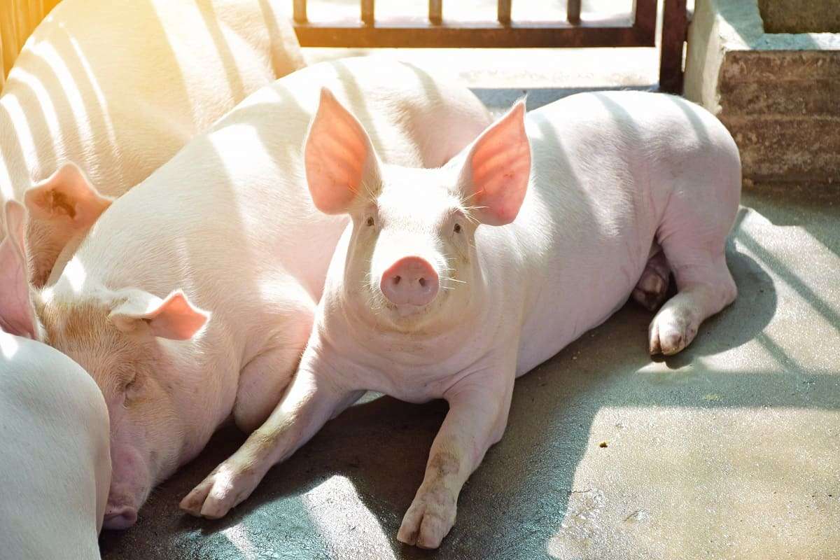 varkensboerderij online puzzel