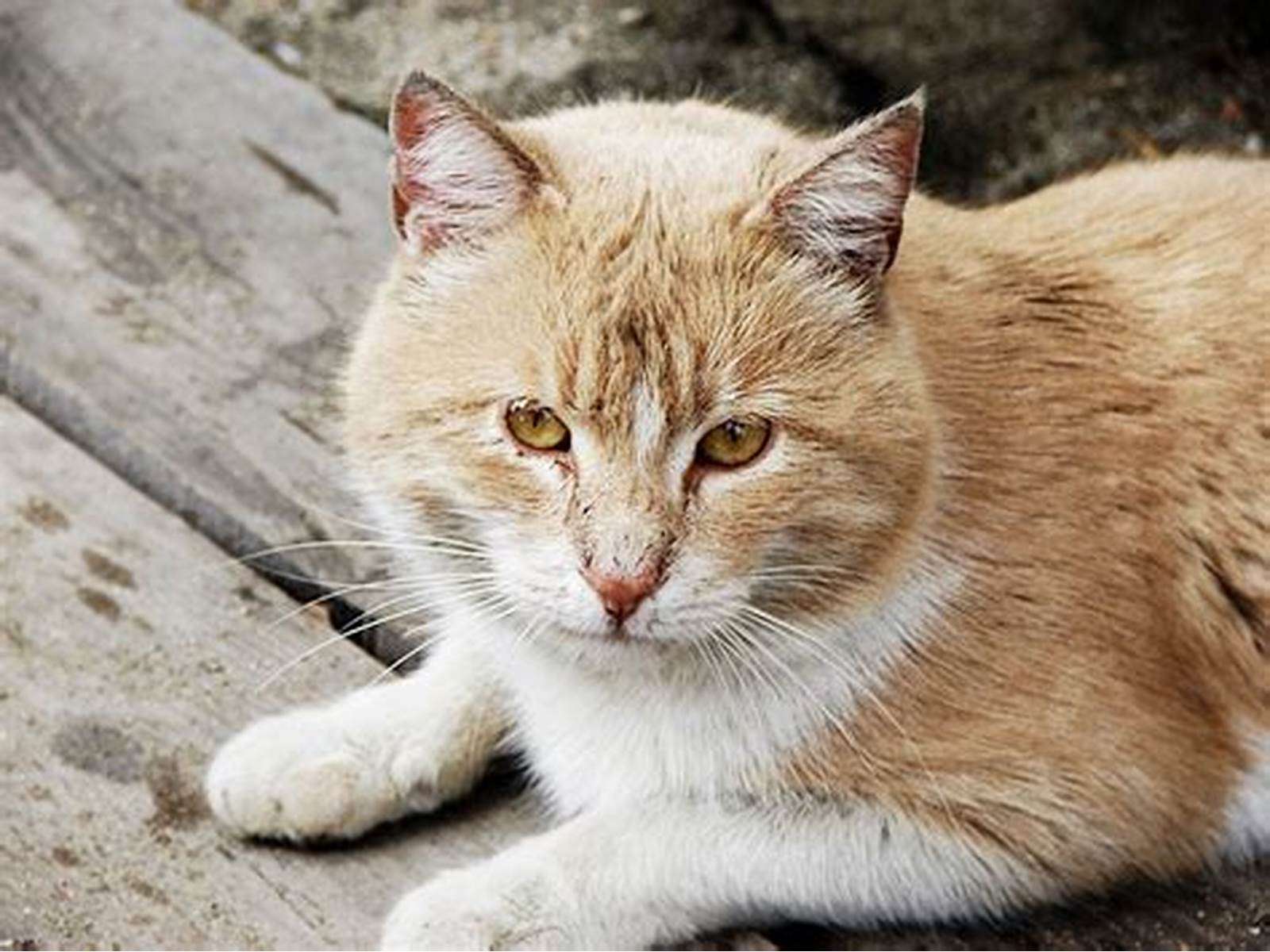 φάρμα ζώων για γάτες παζλ online από φωτογραφία